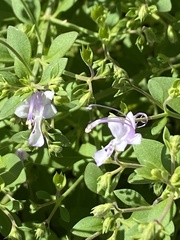 Trichostema nesophilum