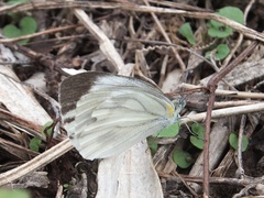 Pieris melete