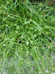 Cyperus brevifolius