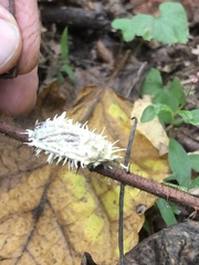 Akanthomyces aculeatus