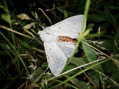 Spilosoma punctaria