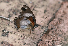 Hypolimnas misippus
