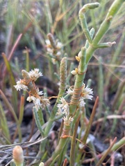 Cuscuta pacifica