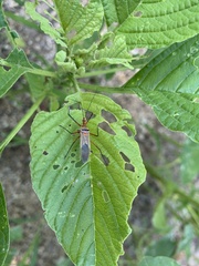 Harpactorini