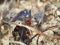 Pogonomyrmex badius