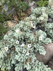 Nolana crassulifolia