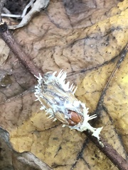 Akanthomyces aculeatus