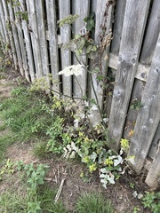 Heracleum sphondylium