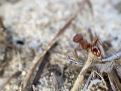 Pogonomyrmex badius