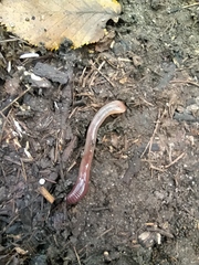 Lumbricus terrestris