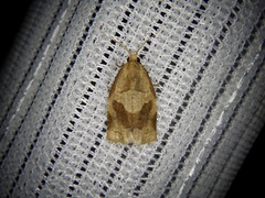 Archips nigricaudana