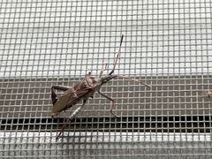 Leptoglossus corculus