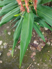 Hedychium coccineum