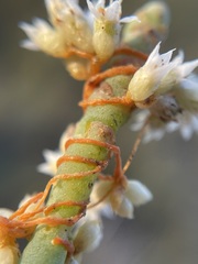 Cuscuta pacifica