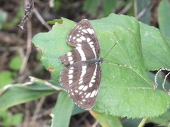 Neptis pryeri