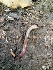 Lumbricus terrestris
