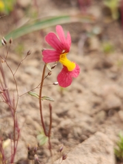 Nemesia pageae