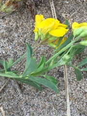 Medicago falcata
