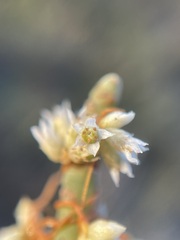 Cuscuta pacifica