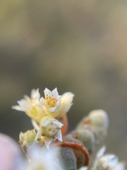 Cuscuta pacifica