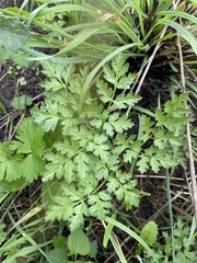 Anthriscus sylvestris