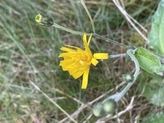 Hieracium