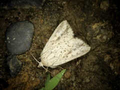 Mythimna flavostigma