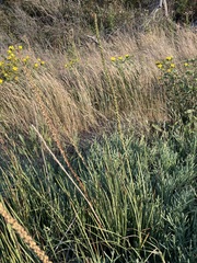 Triglochin maritima