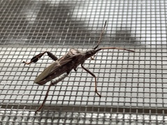 Leptoglossus corculus