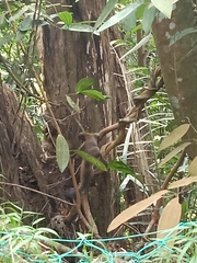 Callosciurus caniceps