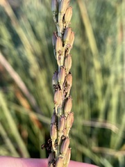 Triglochin maritima