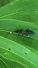 Ichneumon