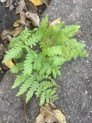 Phegopteris