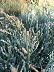 Salicornia pacifica