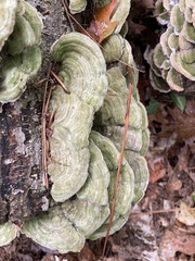 Cerrena unicolor