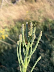 Salicornia pacifica