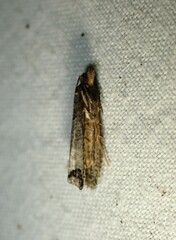 Notocelia culminana