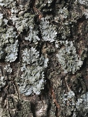 Physconia enteroxantha