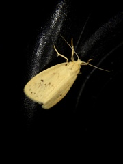 Miltochrista calamina