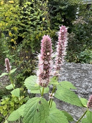 Agastache