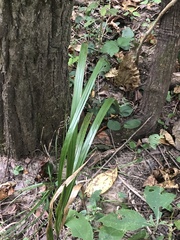 Diarrhena obovata