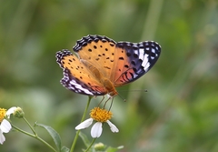 Argynnis hyperbius