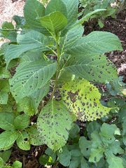 Cercospora hydrangeae