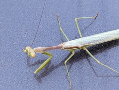 Stagmomantis limbata