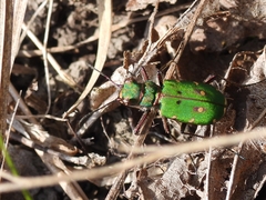 Cicindela campestris