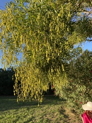 Styphnolobium japonicum