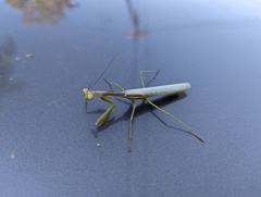 Stagmomantis limbata