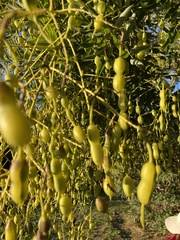 Styphnolobium japonicum