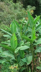 Canna indica