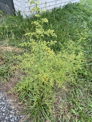 Artemisia annua